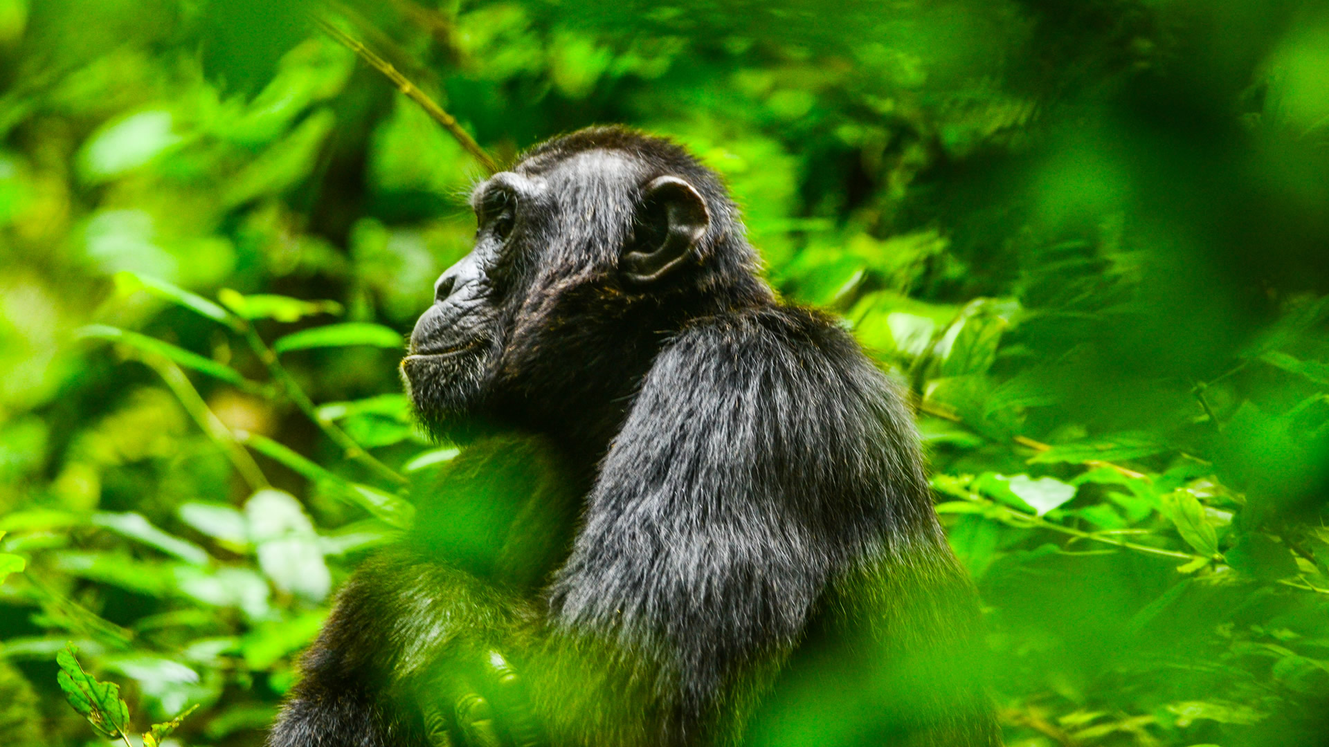 11 days uganda and rwanda primates