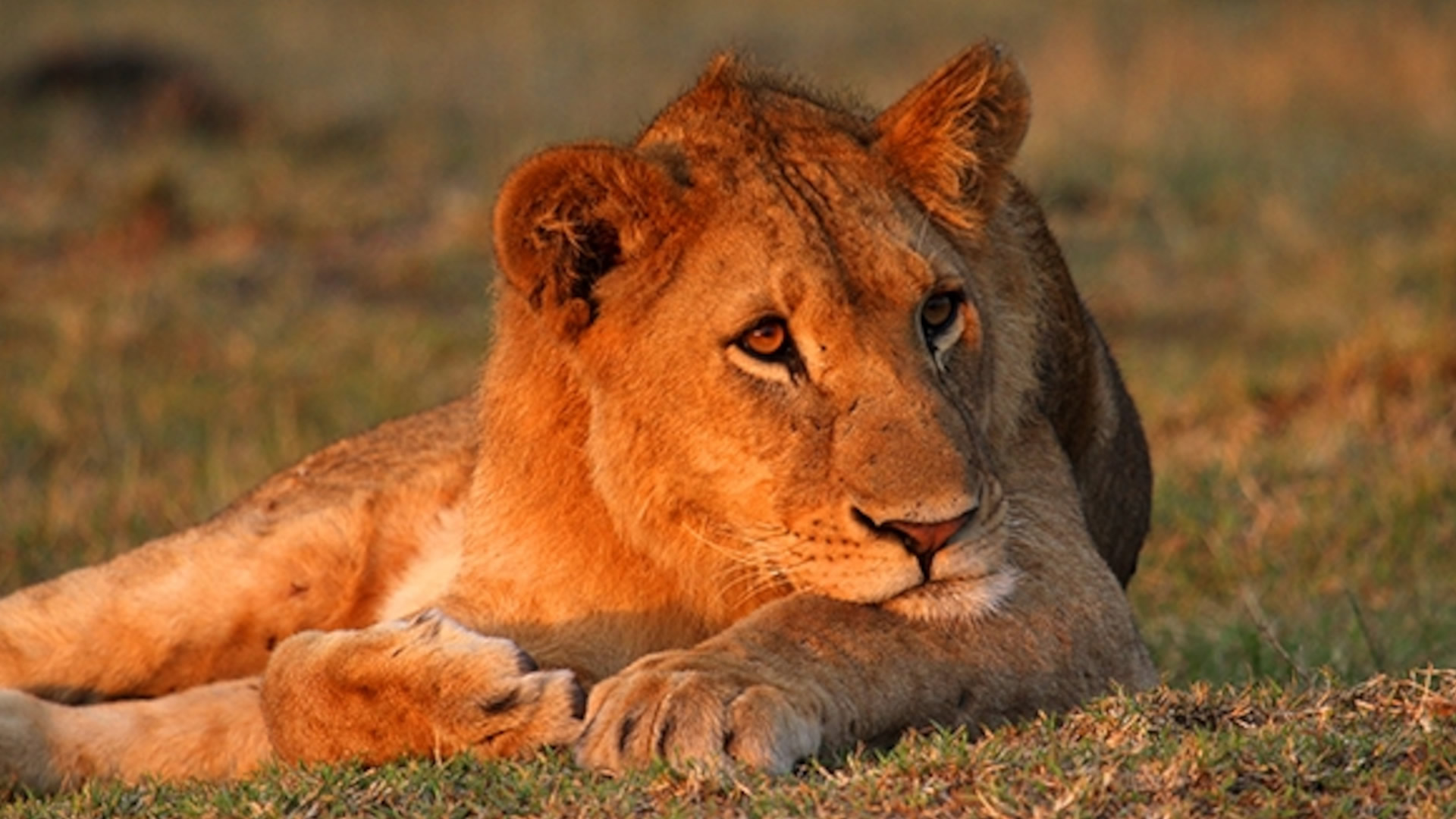 11 days wildlife thrills experience