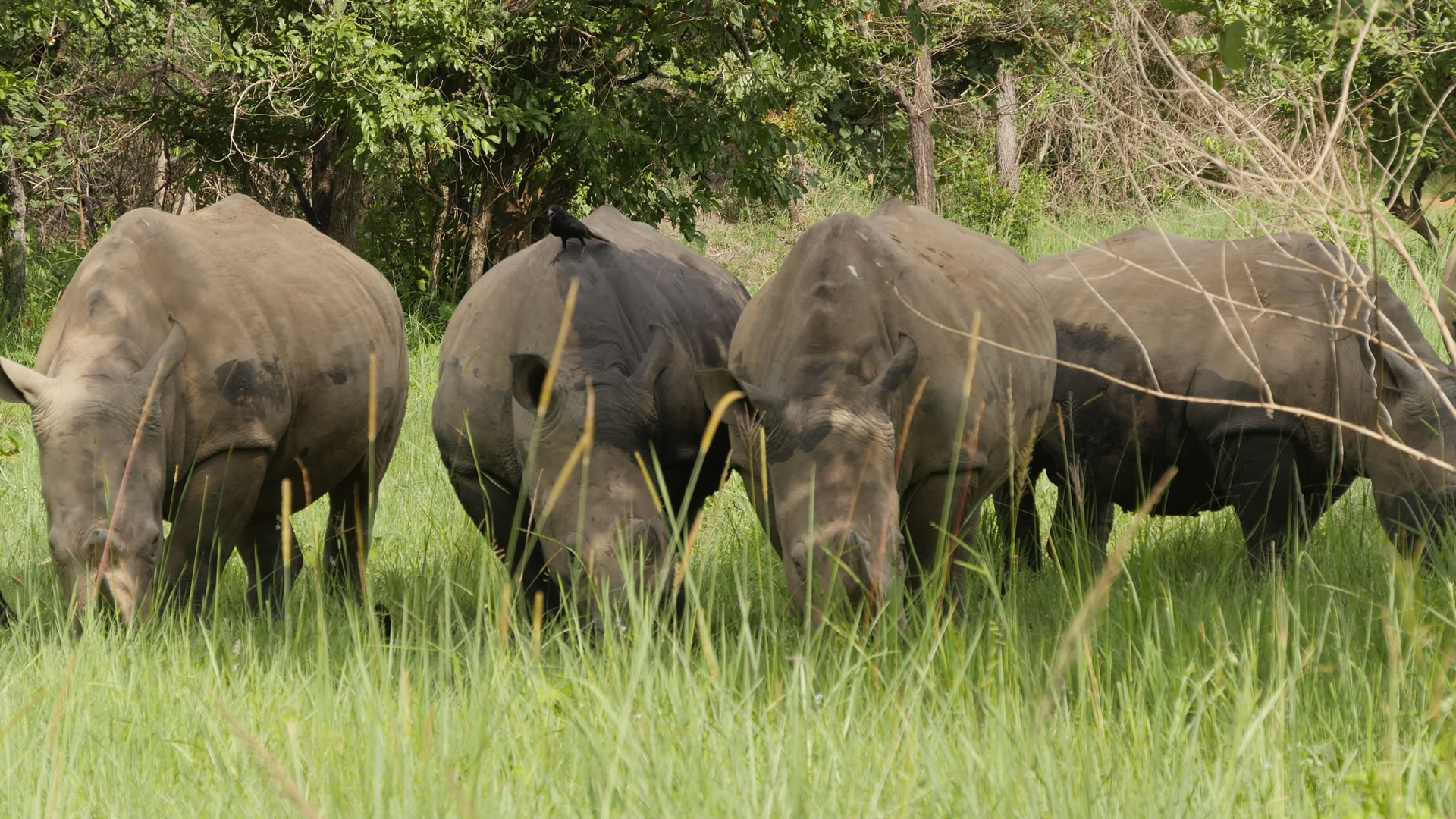 12 days uganda highlights safari