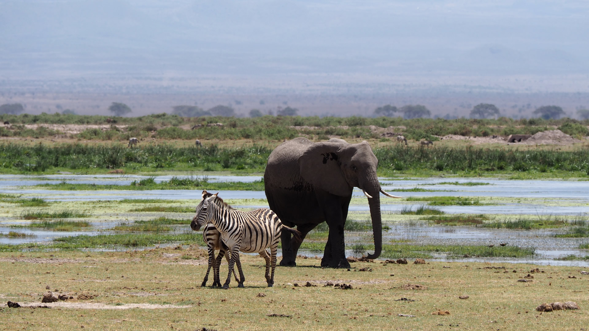 3 Days Amboseli Camping Safari