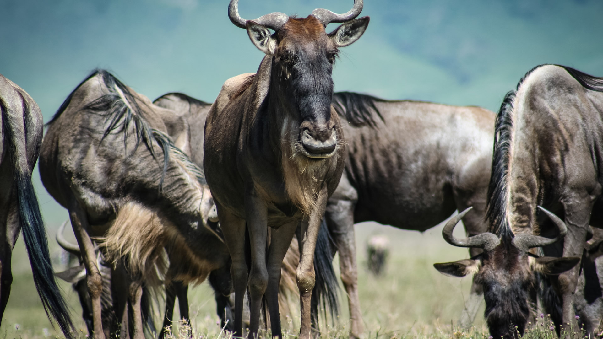 3 days maasai mara camping safari