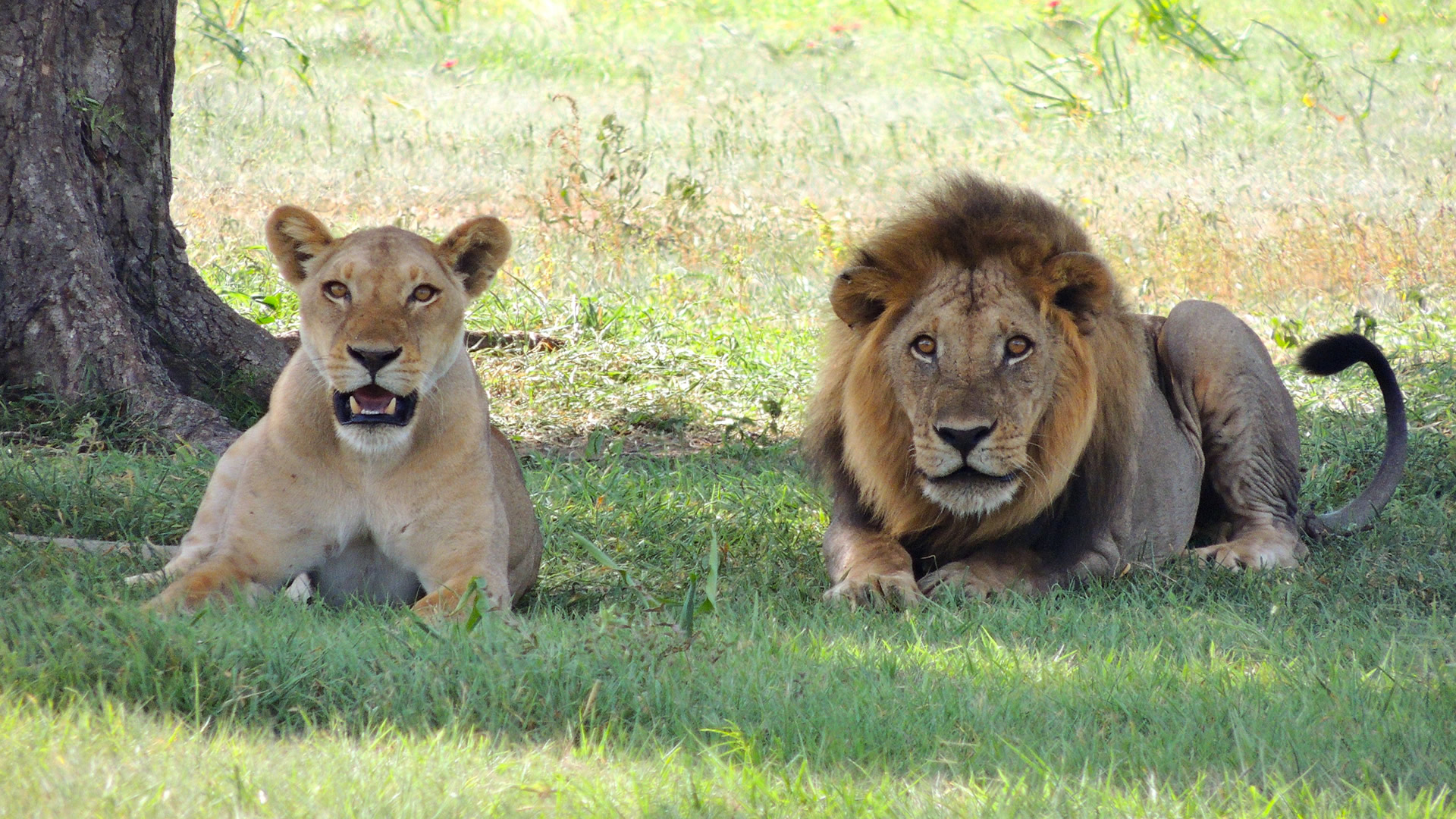 3 days maasai mara camping safari