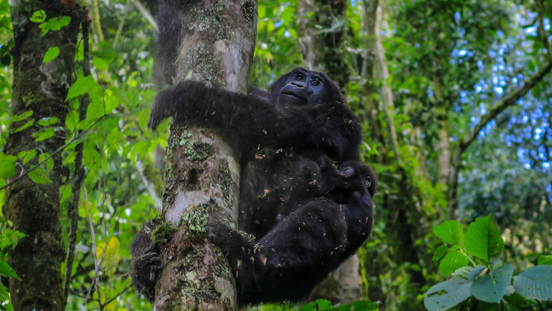 4 days bwindi forest