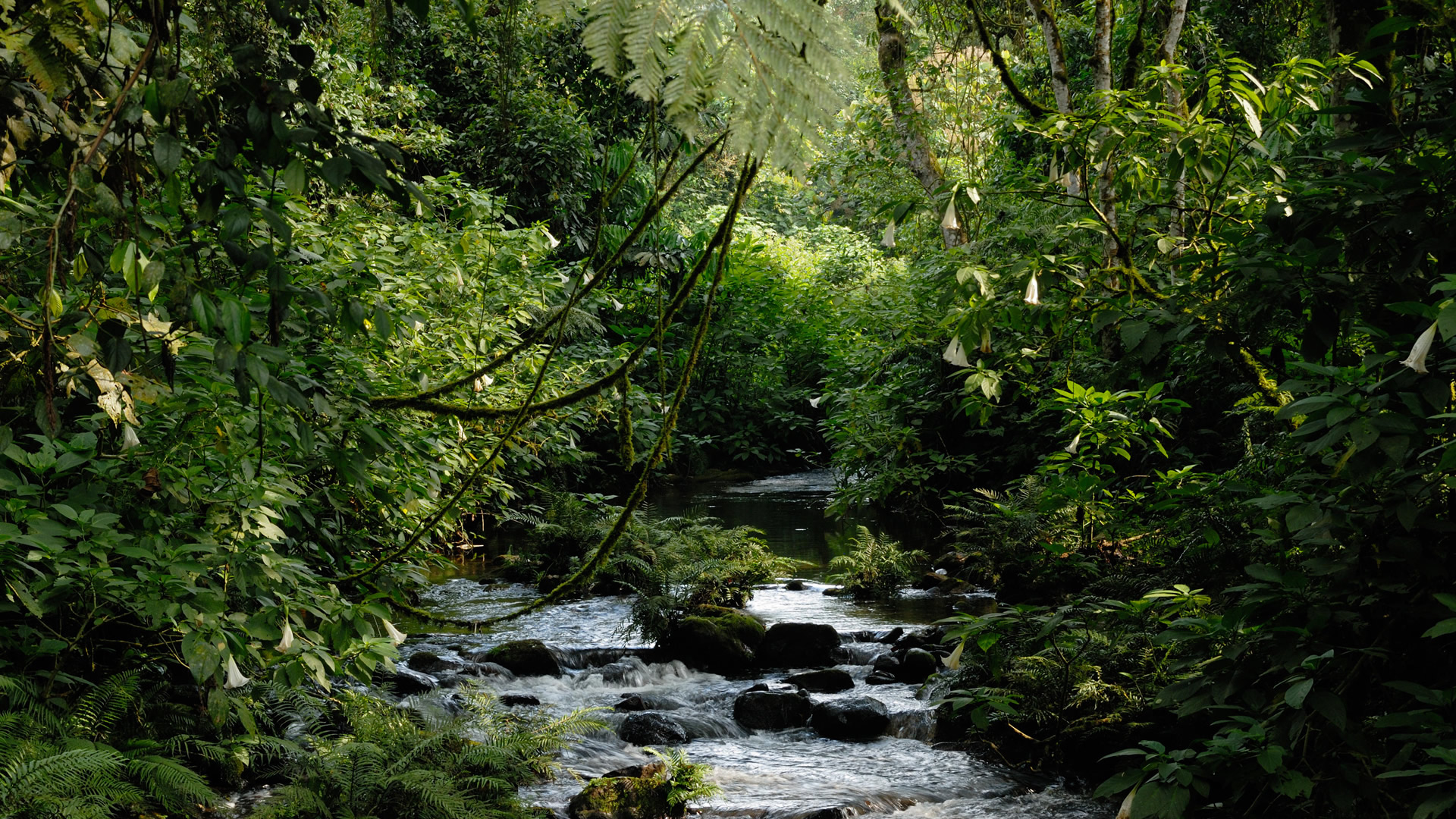 4 days bwindi forest