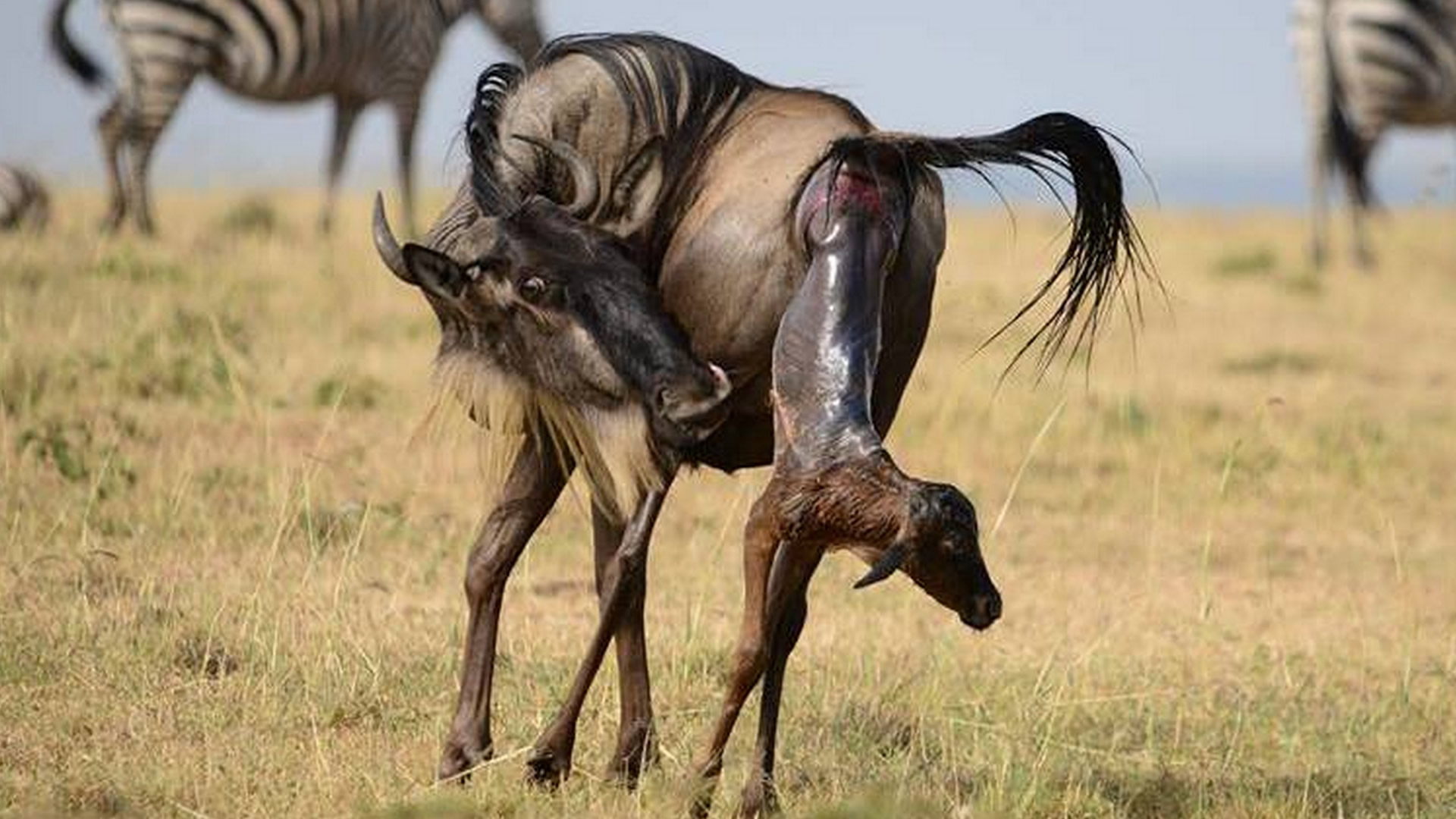 4 days wildebeest migration safari