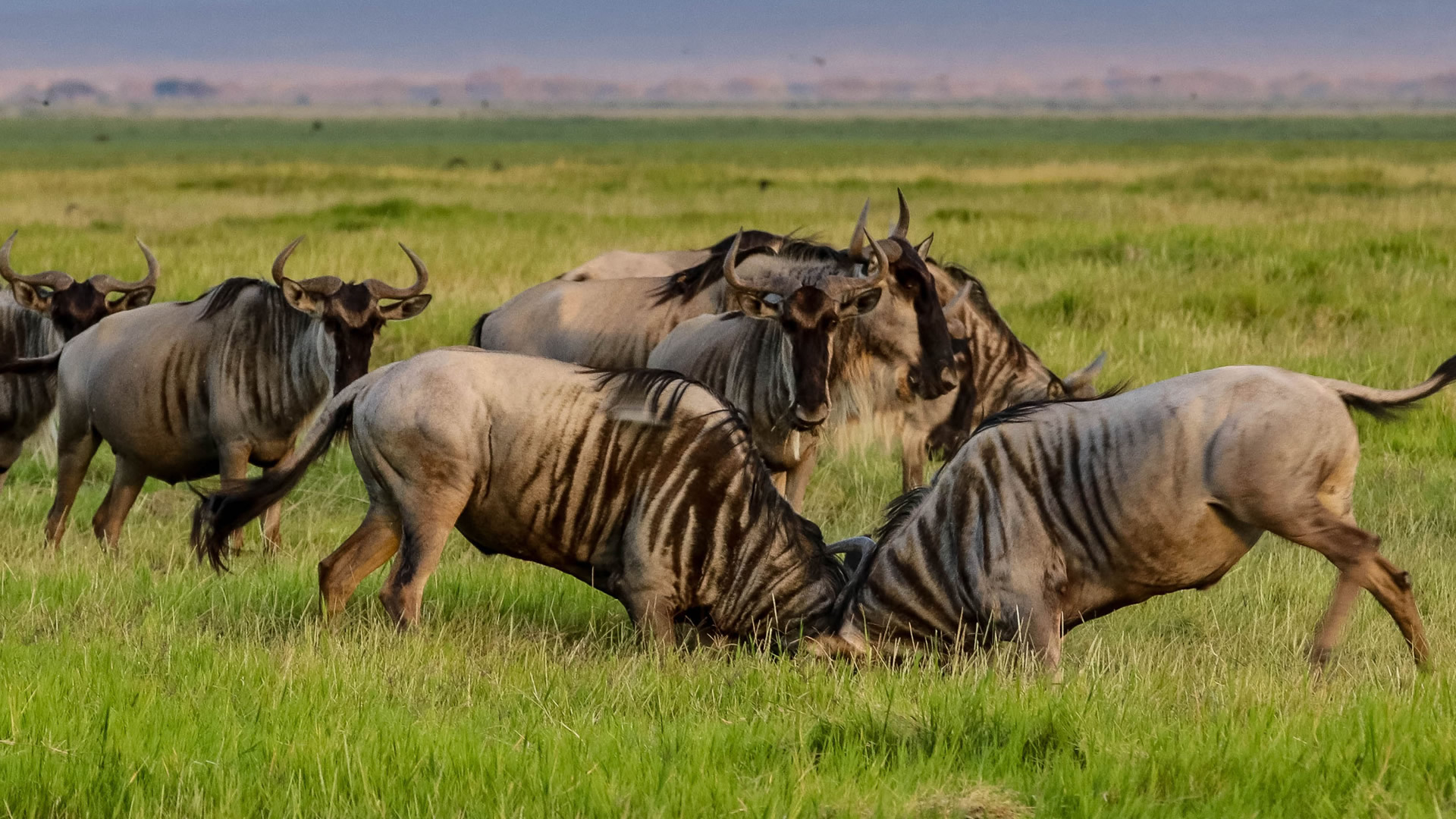 5 days amboseli tsavo camping safari