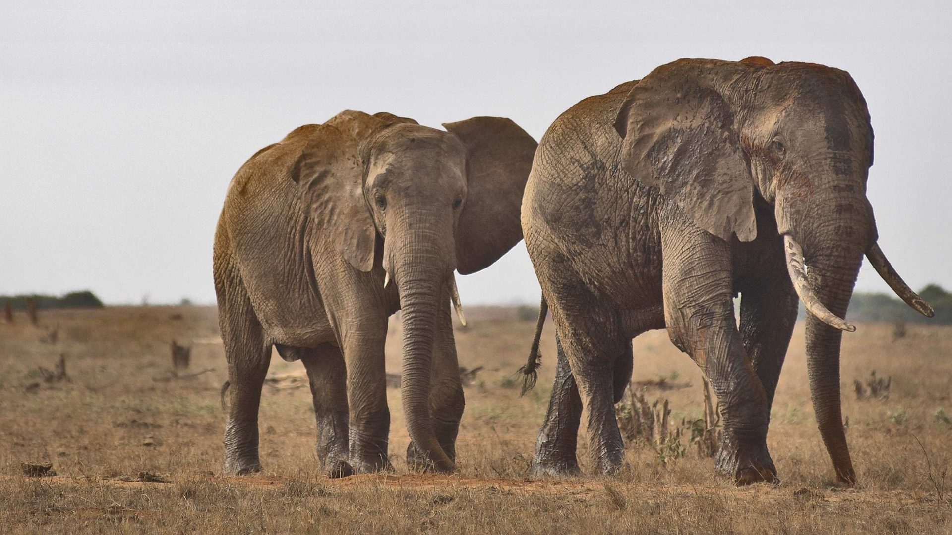 5 days amboseli tsavo