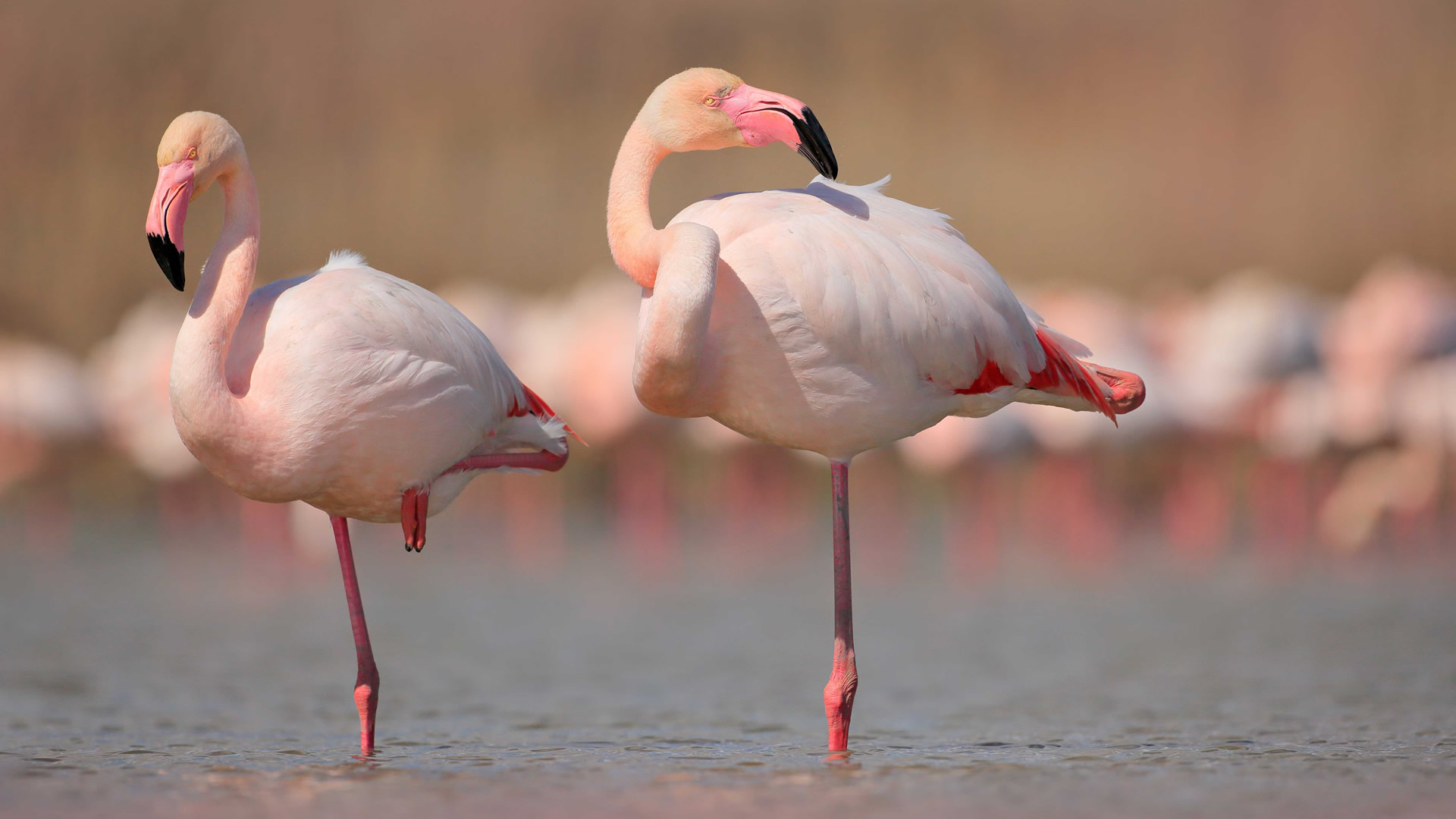 5 days flamingo experience
