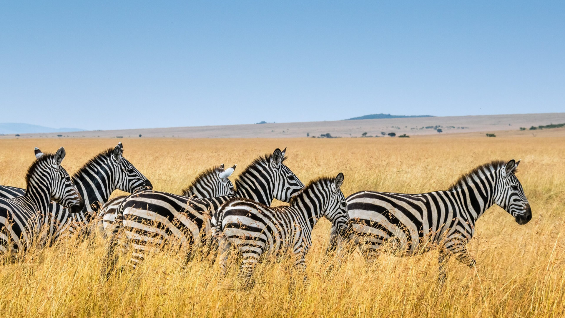 5 Days Maasai Mara Nakuru Naivasha Safari