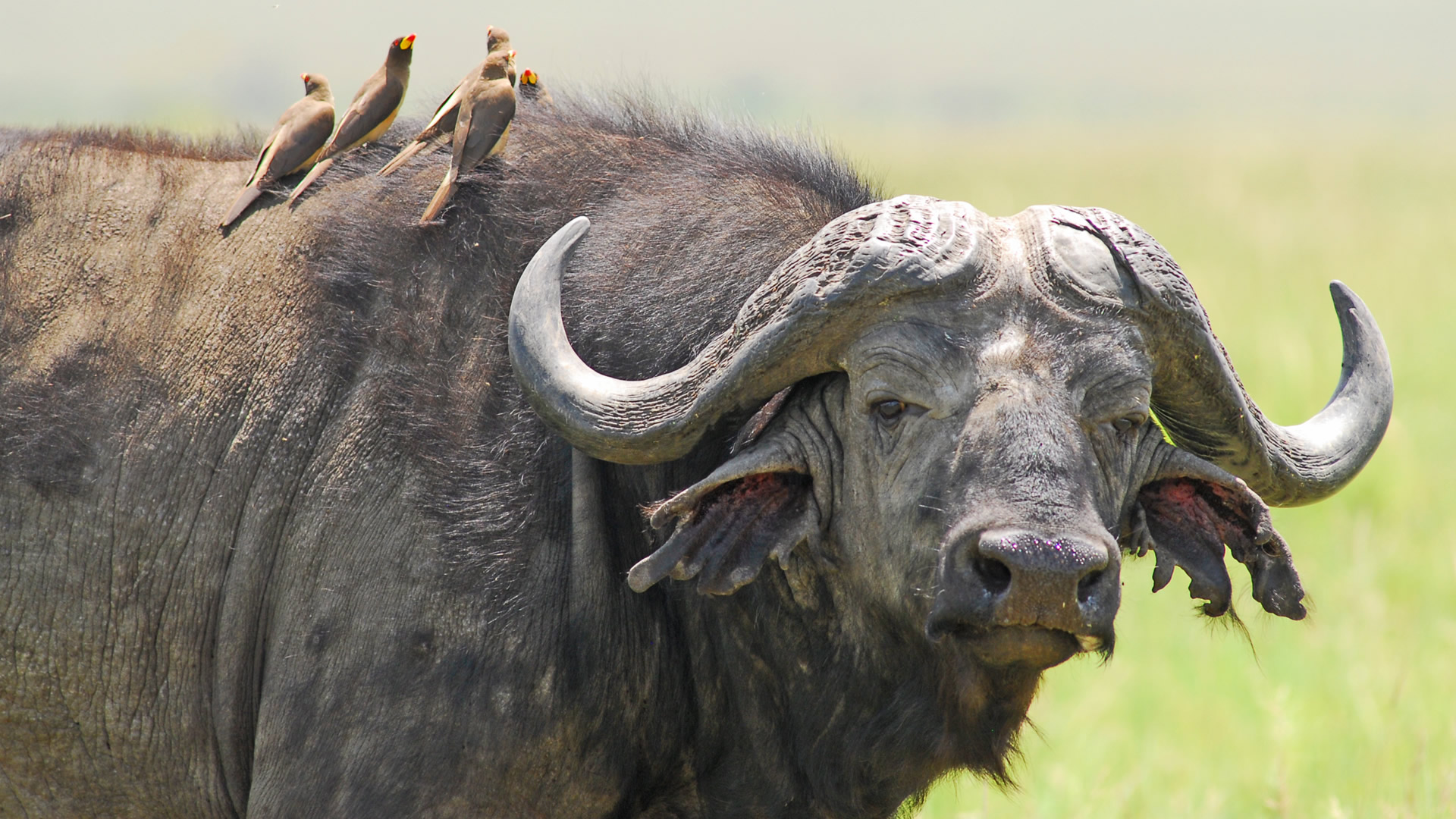 6 days big five experience