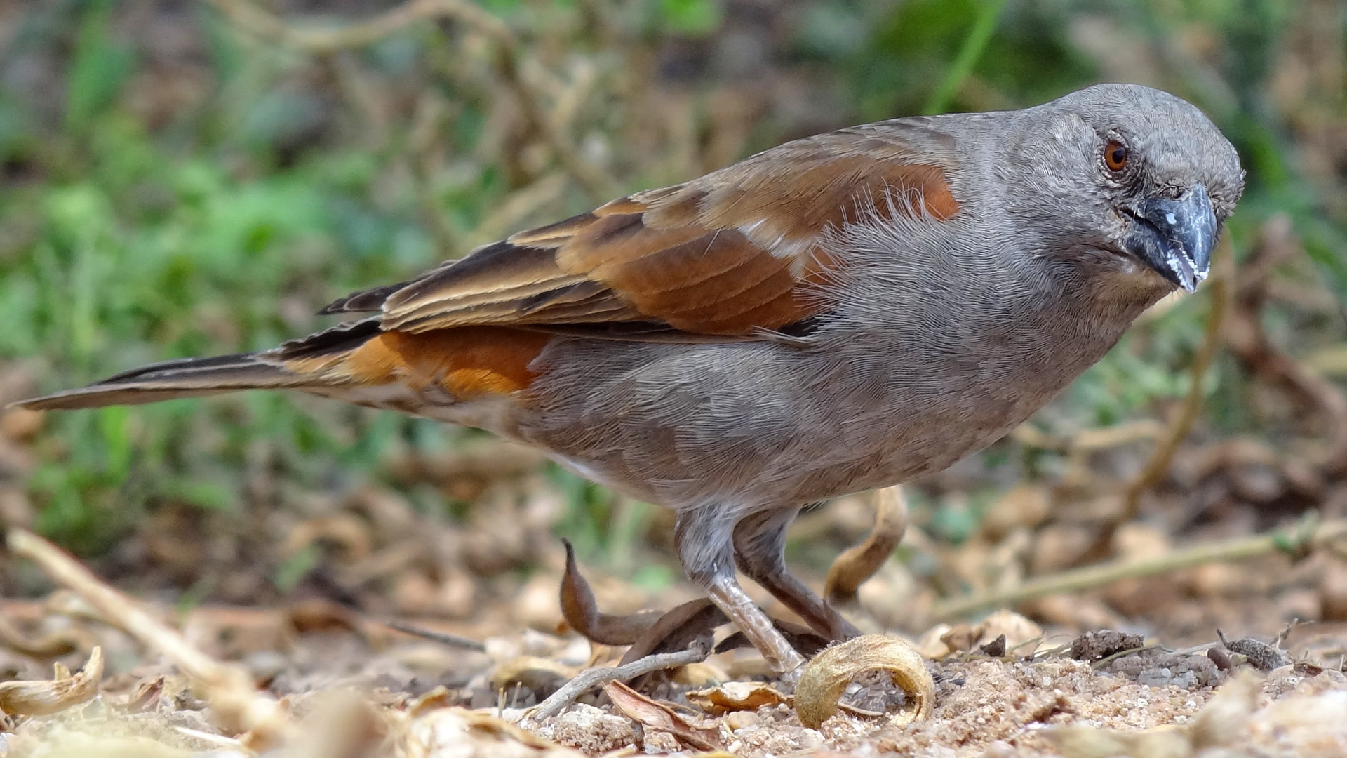 6 days classic kenya camping safari