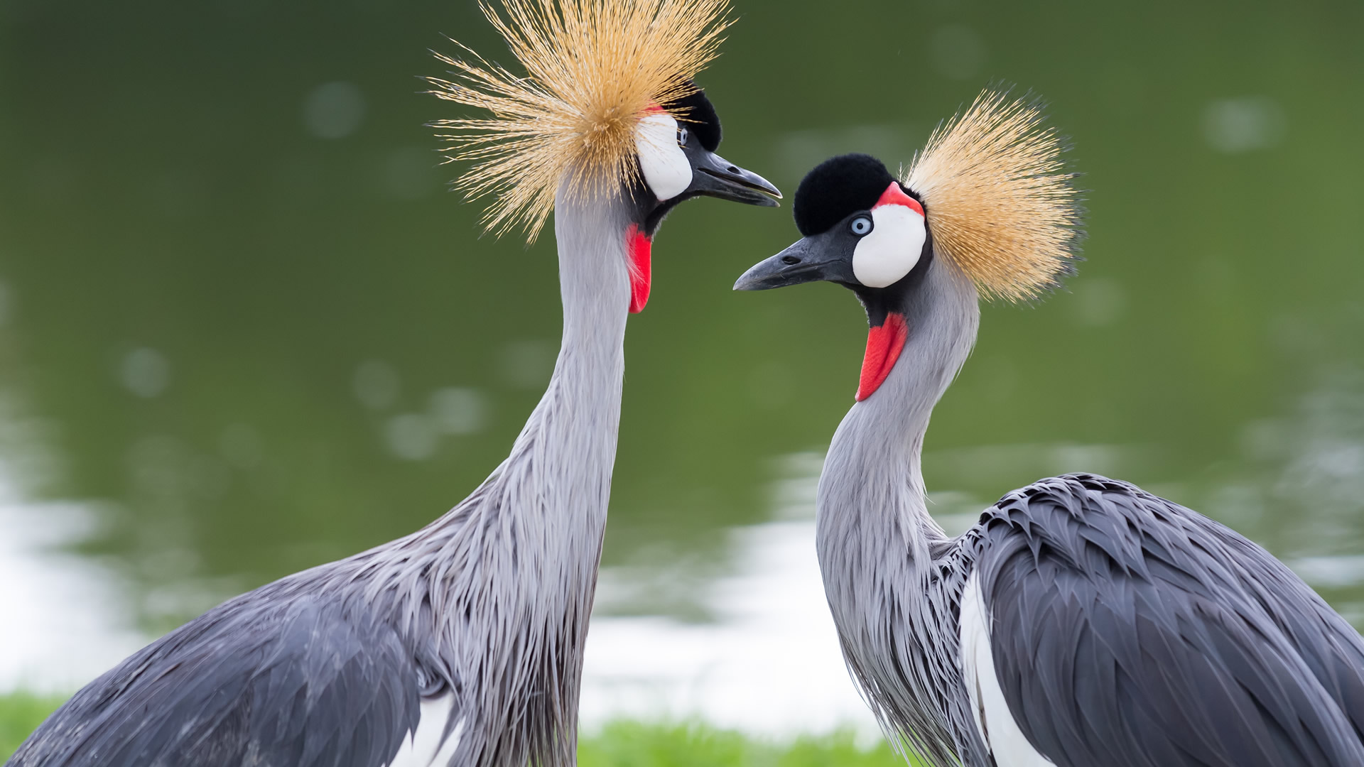 7 Days Lake Mburo Bwindi and Queen Elizabeth