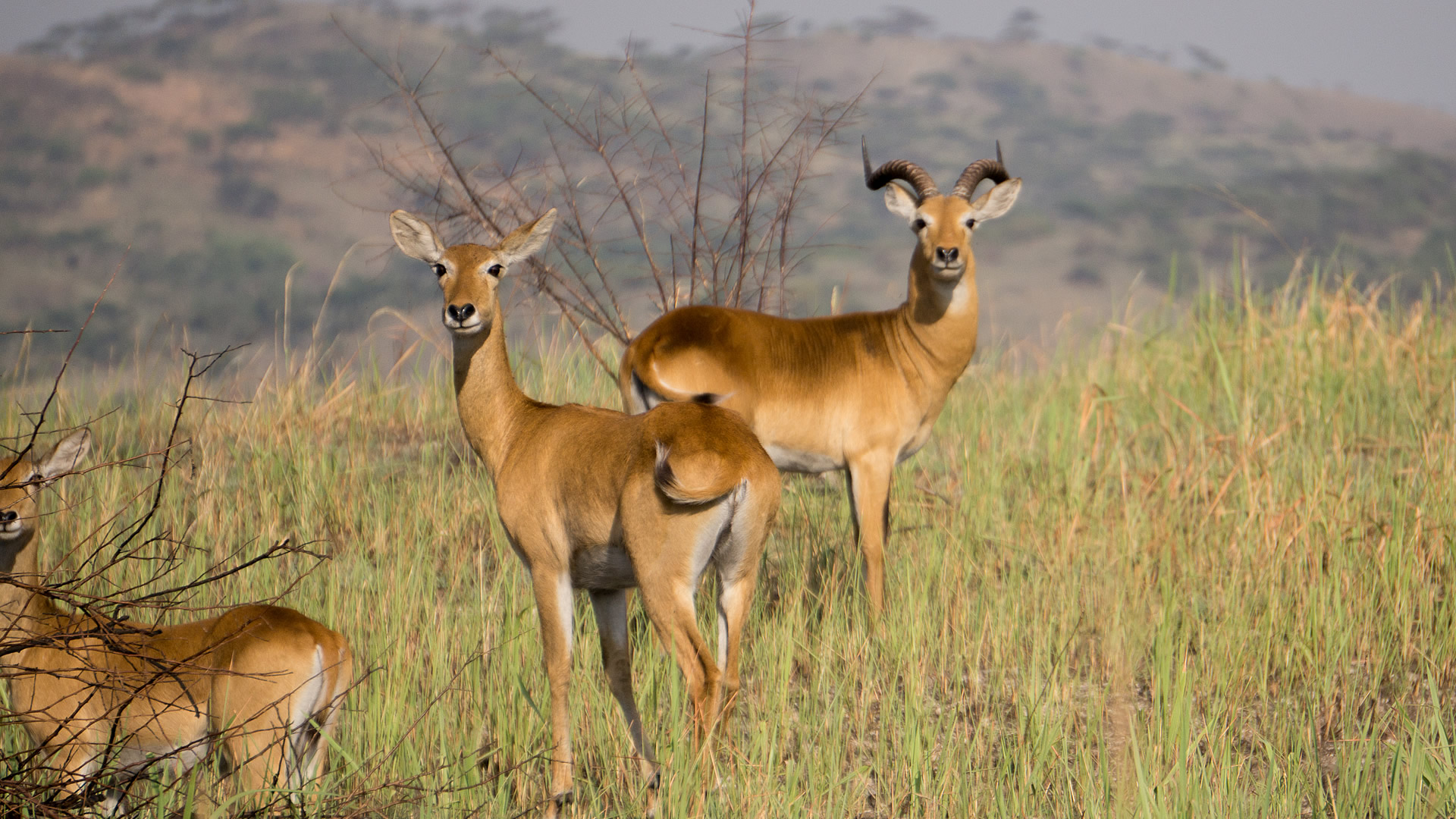 7 Days Queen Elizabeth and Bwindi Forest