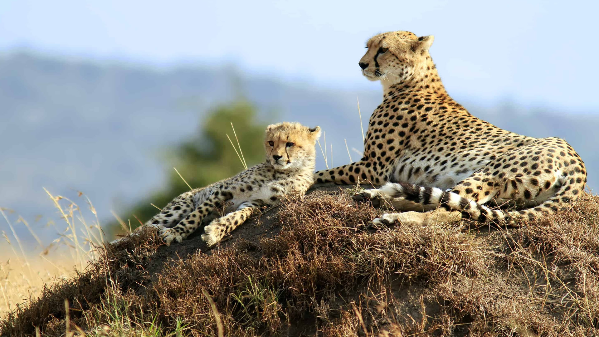 8 days samburu nakuru bogoria baringo naivasha mara