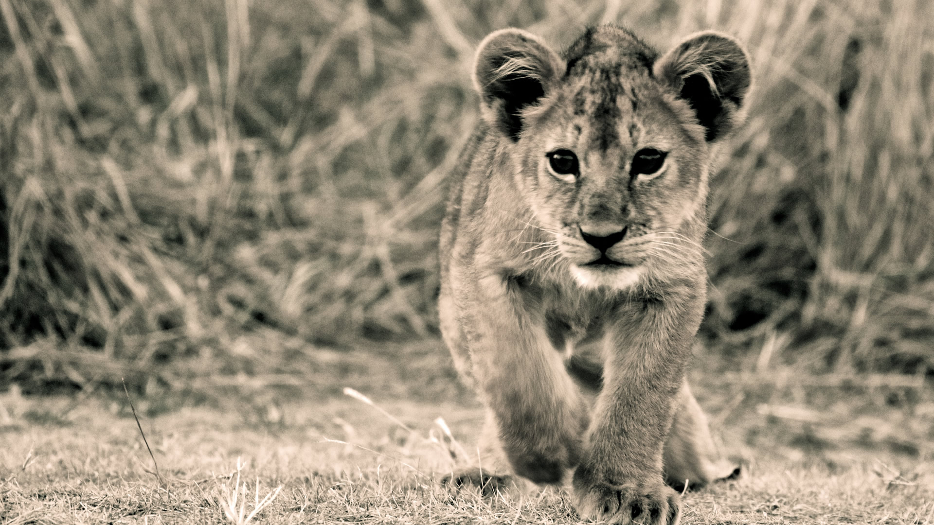 8 days tanzania simba safari