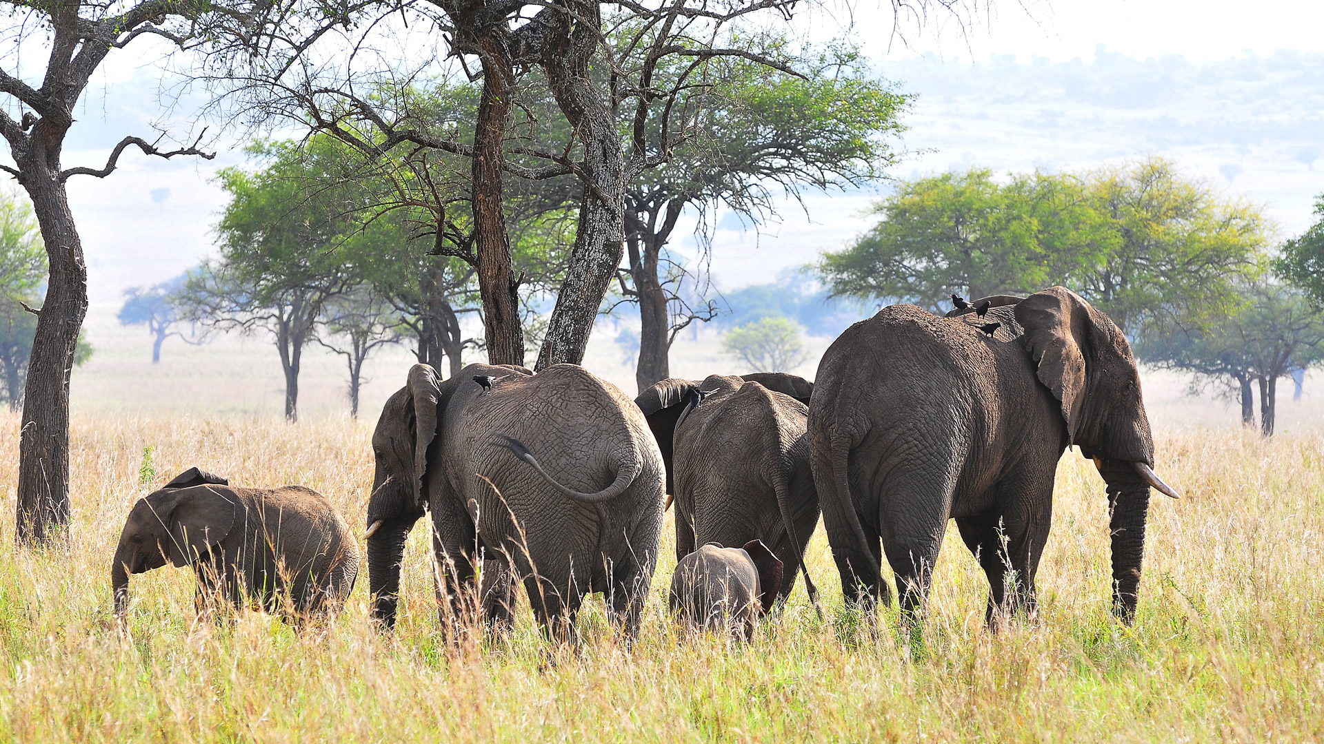 8 days uganda gorillas chimps and wildlife