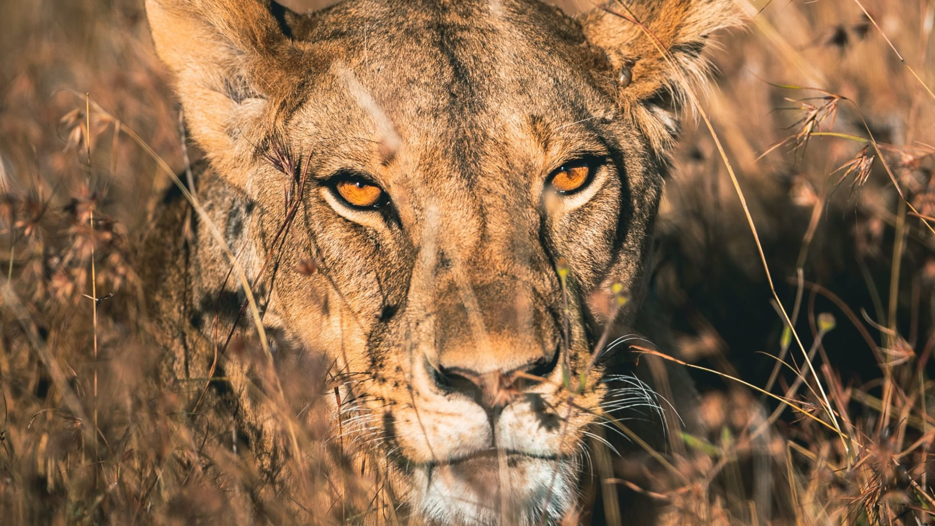 9 Days Samburu Aberdare Amboseli Nakuru Mara