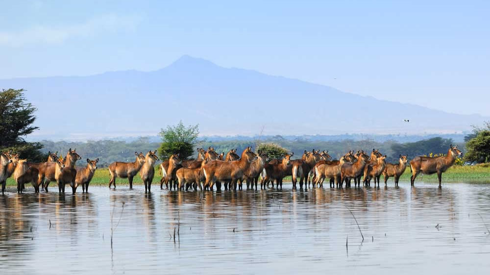lake naivasha