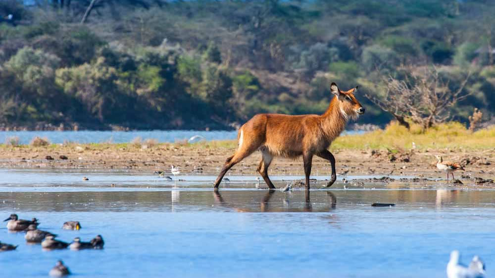 lake naivasha