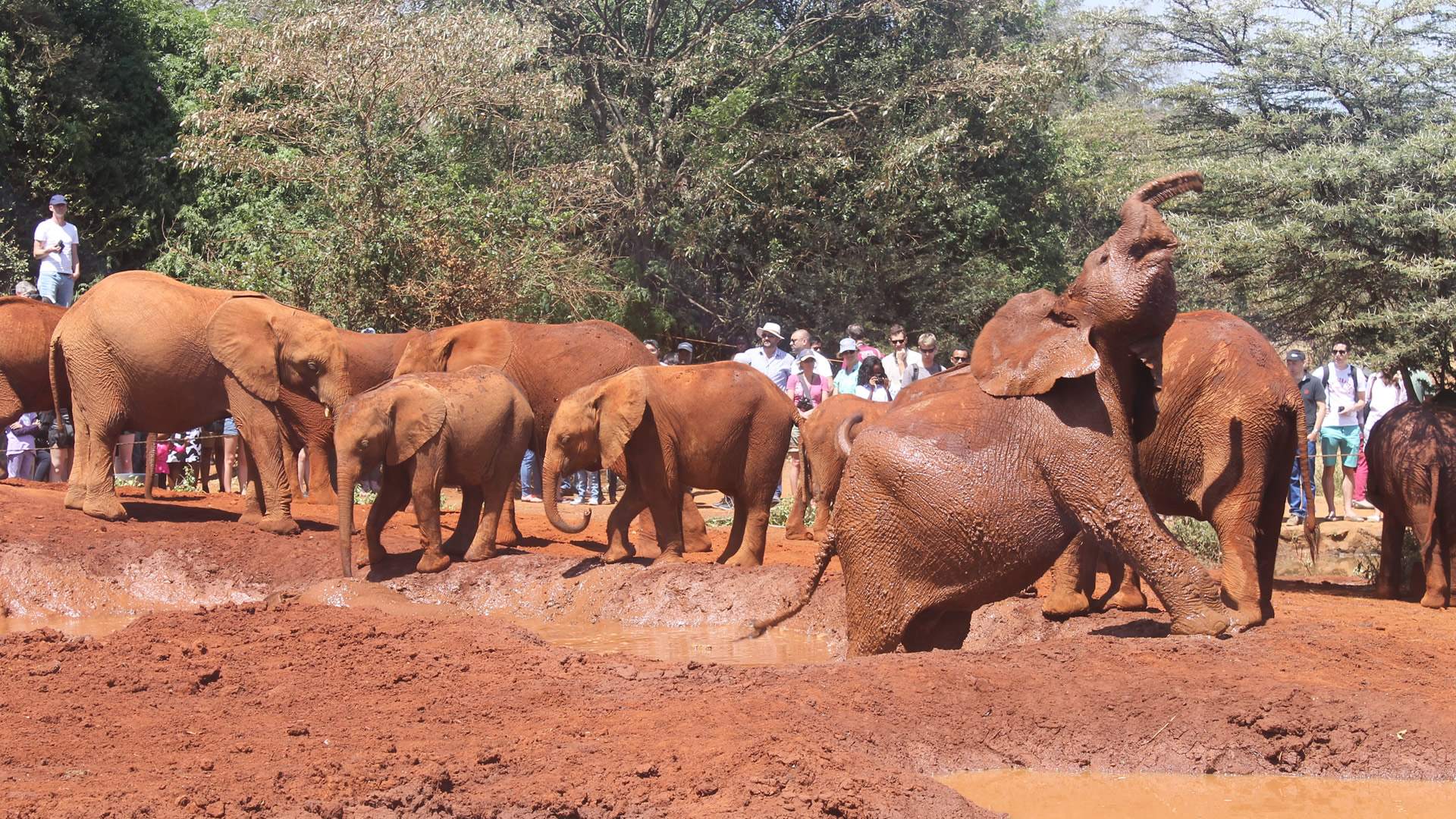 daphne shedricks elephant orphanage