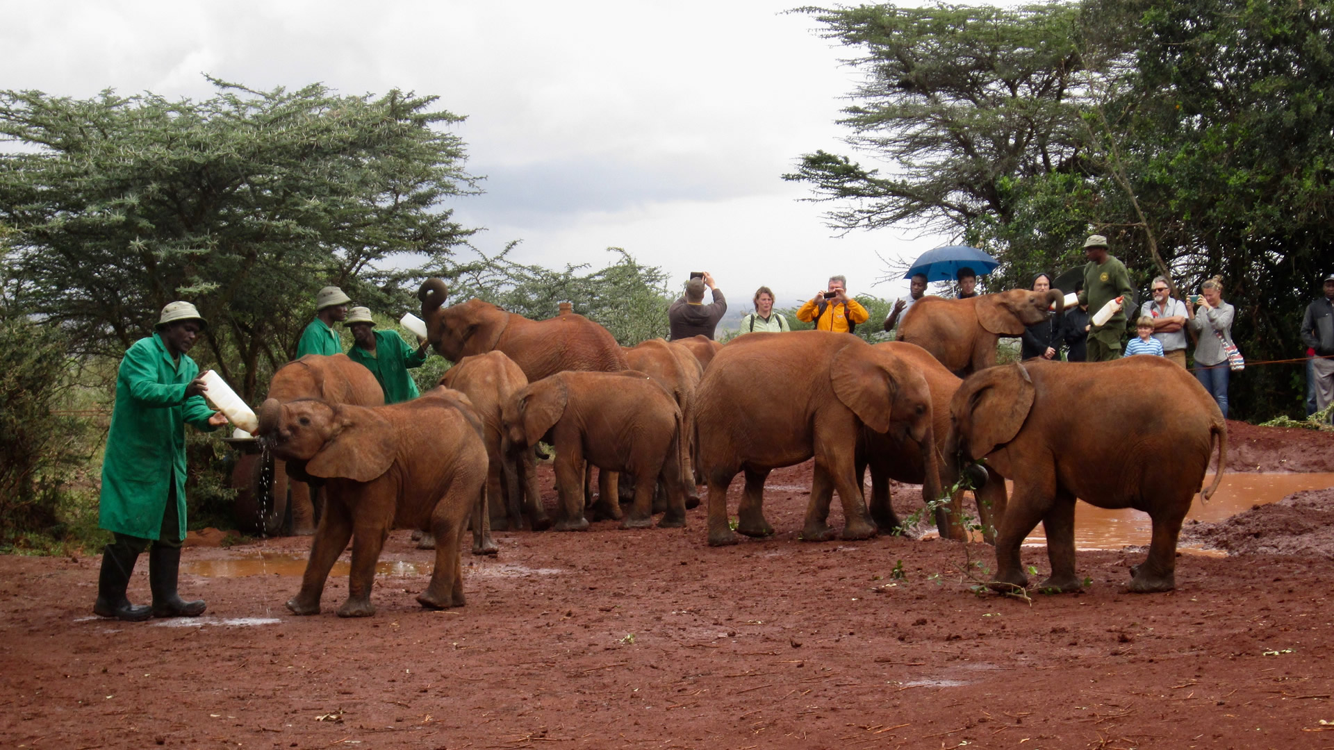 daphne shedricks elephant orphanage