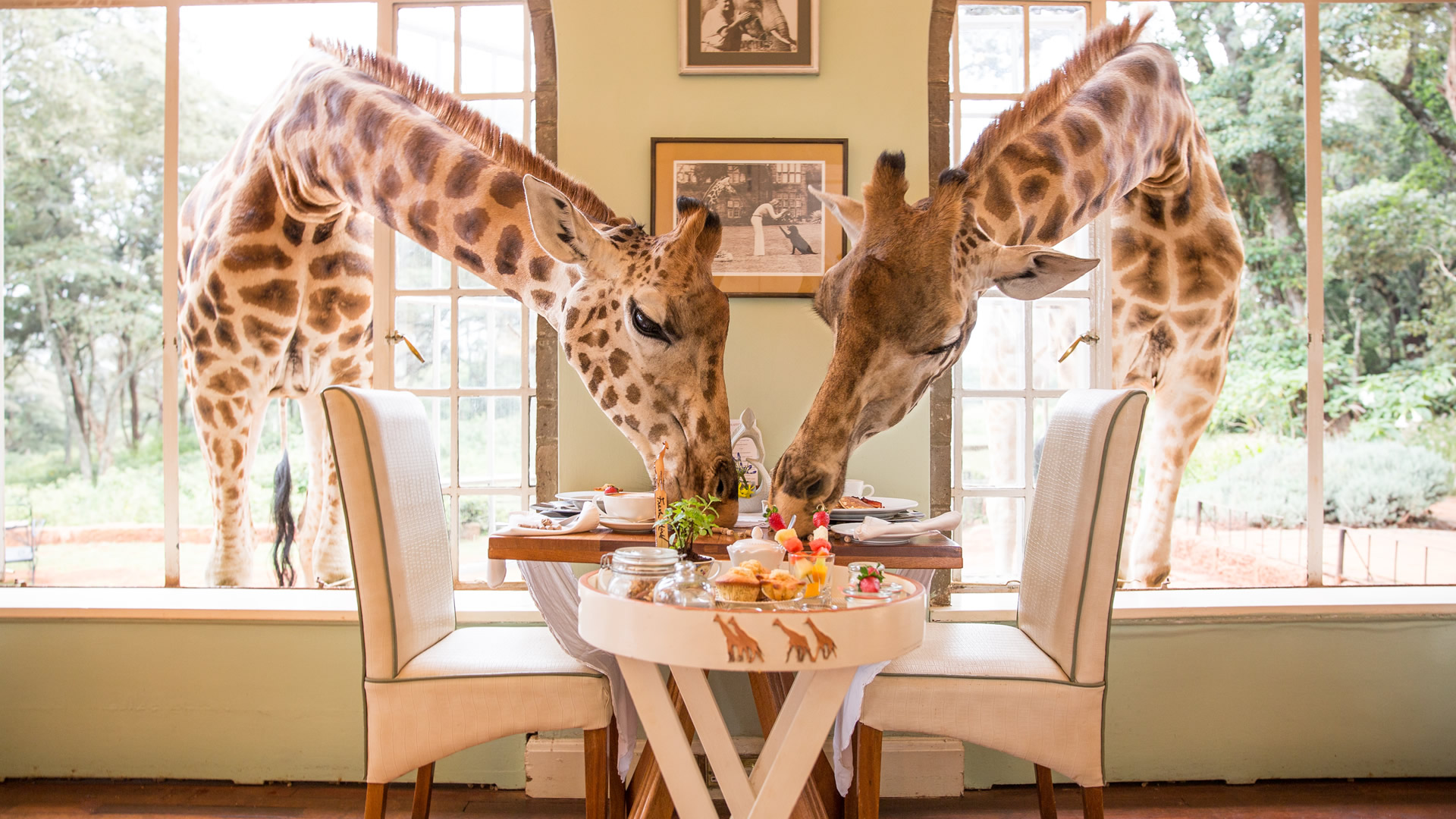 nairobi giraffe center